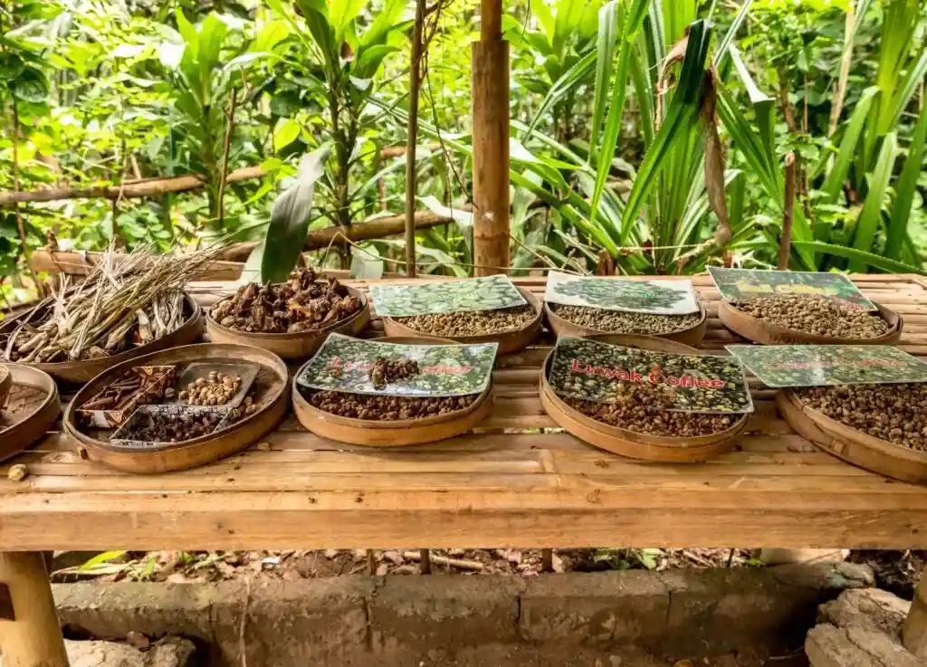 Bali coffee plantation tasting, rainy day