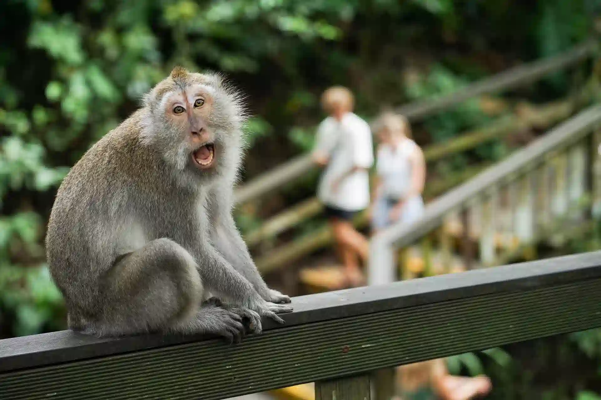 Families enjoying the playful monkeys in Ubud's sacred forest.