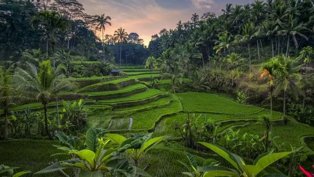 Lush green Tegalalang Rice Terrace in Ubud.